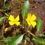 Ludwigia peploides Fula