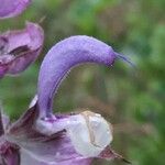 Salvia sclarea Квітка