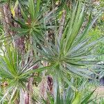 Dracaena concinna Frunză