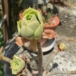 Aeonium balsamiferum 叶