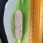Spathiphyllum montanum Fiore