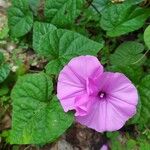 Ipomoea asarifolia Leaf