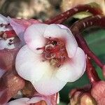 Bergenia ciliata മറ്റ്