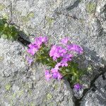 Primula hirsuta Hábito