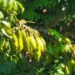 Castanospermum australe Fruct