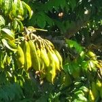 Castanospermum australe Frucht