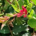 Lonicera tatarica Květ