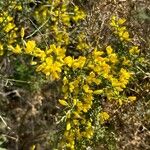 Ulex minor Habit