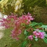 Fuchsia paniculata ফুল