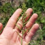 Paspalum paniculatum Levél