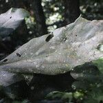 Cyrtogonone argentea Blatt