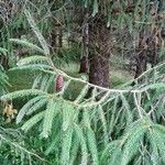 Picea brachytyla Otro