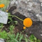 Leucanthemum virgatum 花