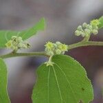 Ziziphus mucronata പുഷ്പം
