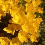 Sternbergia luteaFlower