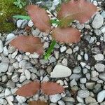 Toxicodendron diversilobum Hoja