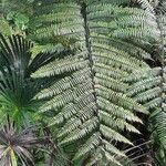 Cyathea arborea Hoja