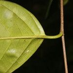 Prunus subcorymbosa