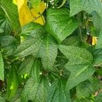 Passiflora citrina Leaf