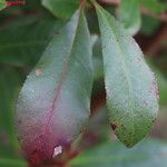 Photinia × fraseri Leaf