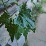 Atriplex sagittata Leaf