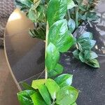 Zamioculcas zamiifolia (G.Lodd.) Engl.叶