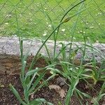 Allium ascalonicum List