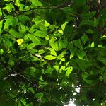 Julbernardia pellegriniana Hoja