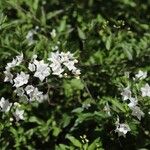 Solanum laxum Fleur