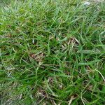 Carex firma Blüte