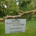Gymnocladus dioicus Кора
