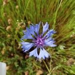 Centaurea cyanus Flower