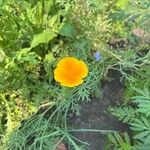 Eschscholzia caespitosa Flor