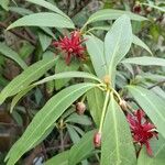 Illicium floridanum Blüte