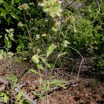 Phacelia mutabilis Hàbitat