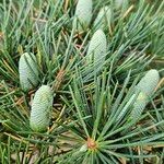 Cedrus deodara Flor