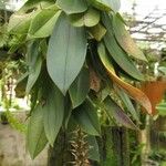 Bulbophyllum comatum Habit