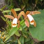 Cattleya forbesii പുഷ്പം