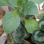 Amaranthus blitum Leaf