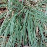 Carex leporina Leht