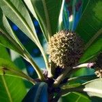 Breonadia salicina Fruit