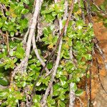 Salix retusa Bark