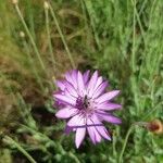 Xeranthemum annuum Flower