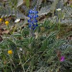 Lupinus micranthus 花