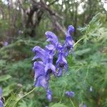 Aconitum variegatum Virág