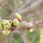 Crataegus azarolus Ліст