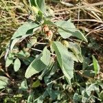 Melhania velutina Leaf