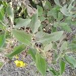 Encelia canescens Blad