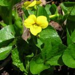 Viola sempervirens आदत