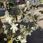 Cordia alliodora Floare